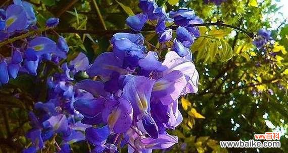 玫瑰花 等待爱情的花语——以玫瑰花为例