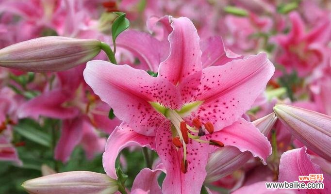 探索百合花的花语 花语揭秘