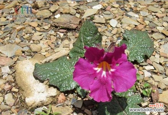 揭开以寡妇花为主题的花语之谜 寡妇花语