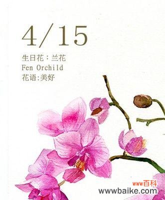 揭开以寡妇花为主题的花语之谜 寡妇花语