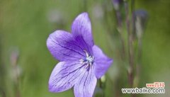 寒冬中的坚守与期待 等待你的花语——梅花