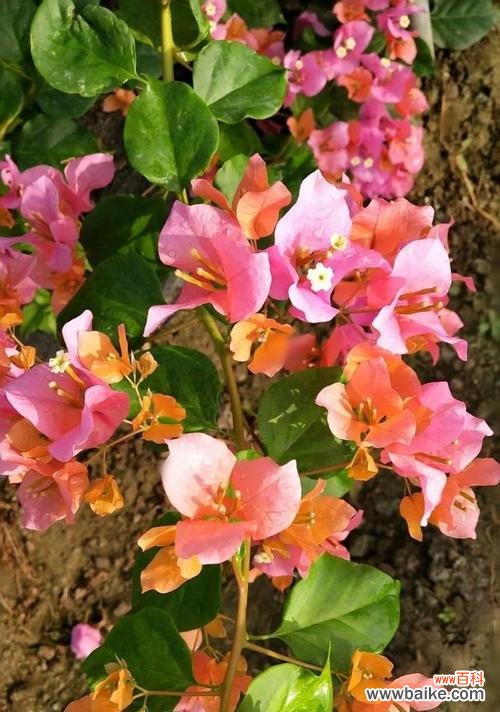 寒冬中的坚守与期待 等待你的花语——梅花