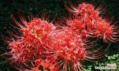 传递真挚与关怀 用百合花的花语懂你——解读情感的花语语言