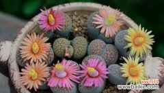 深情厚意 多情花语——以玫瑰为主题的花语解读