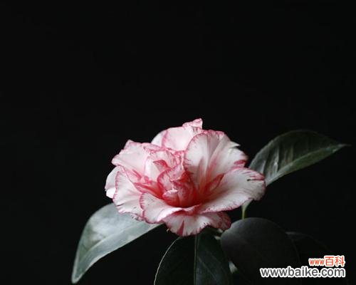 探寻泰戈尔山茶花所传递的情感与人生哲理 泰戈尔山茶花的寓意与意义