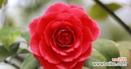 探寻泰戈尔山茶花所传递的情感与人生哲理 泰戈尔山茶花的寓意与意义