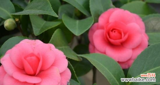 探寻泰戈尔山茶花所传递的情感与人生哲理 泰戈尔山茶花的寓意与意义