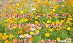 关爱 矮杆波斯菊的花语