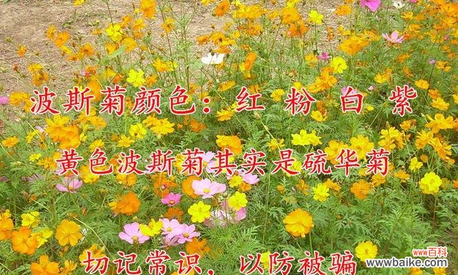 关爱 矮杆波斯菊的花语