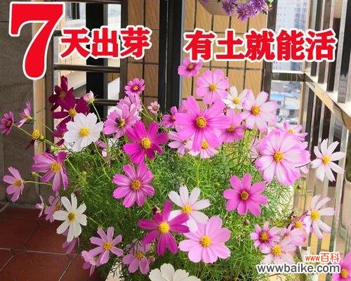 关爱 矮杆波斯菊的花语