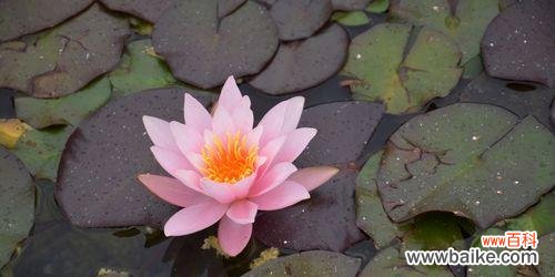 揭开埃及蓝睡莲背后的花语密码 埃及蓝睡莲