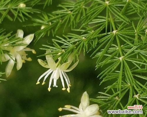 探寻文竹花的象征意义 文竹花语——永恒的心