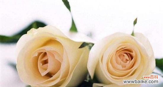 纯洁与崇高的象征——白玫瑰花语 白玫瑰的花语与寓意