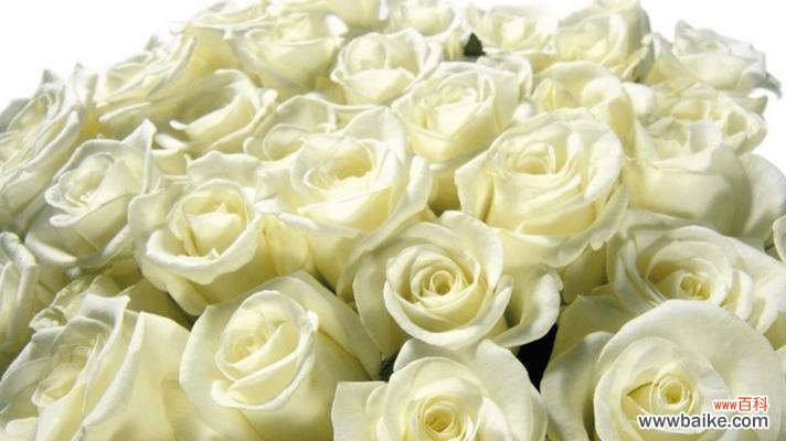 纯洁与崇高的象征——白玫瑰花语 白玫瑰的花语与寓意
