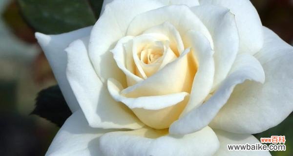 纯洁与崇高的象征——白玫瑰花语 白玫瑰的花语与寓意