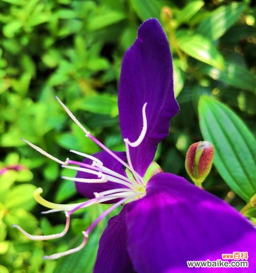 揭开巴西野牡丹花的语言之谜 探秘巴西野牡丹花语的神秘意义