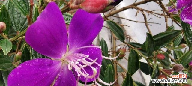 揭开巴西野牡丹花的语言之谜 探秘巴西野牡丹花语的神秘意义