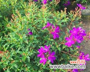 揭开巴西野牡丹花的语言之谜 探秘巴西野牡丹花语的神秘意义