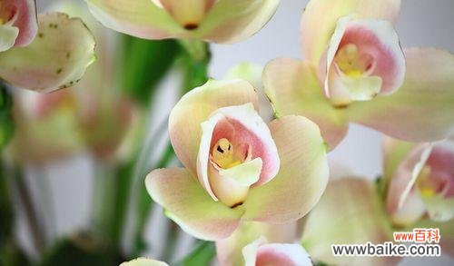 舞动花海 芭蕾舞兰花