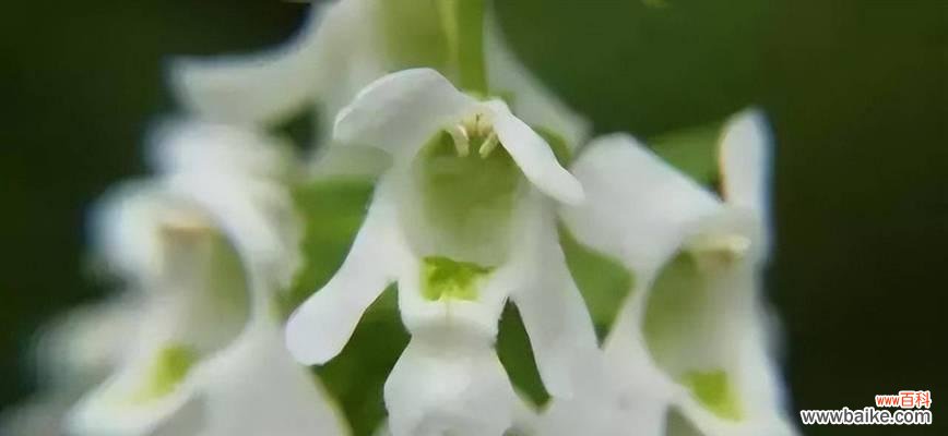 舞动花海 芭蕾舞兰花
