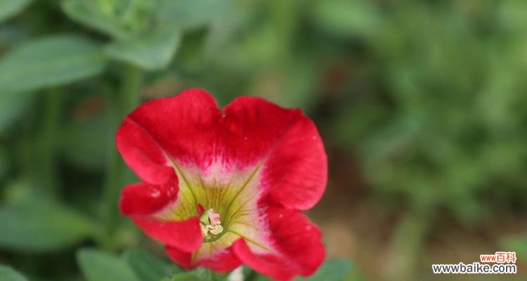 绽放爱与希望的芬芳 矮牵牛花