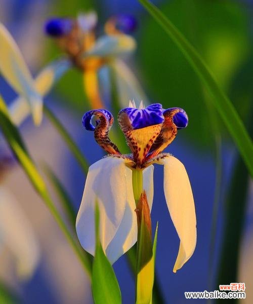 探寻巴西鸢尾兰的花语之谜 以巴西鸢尾兰花语传达的美丽与祝福