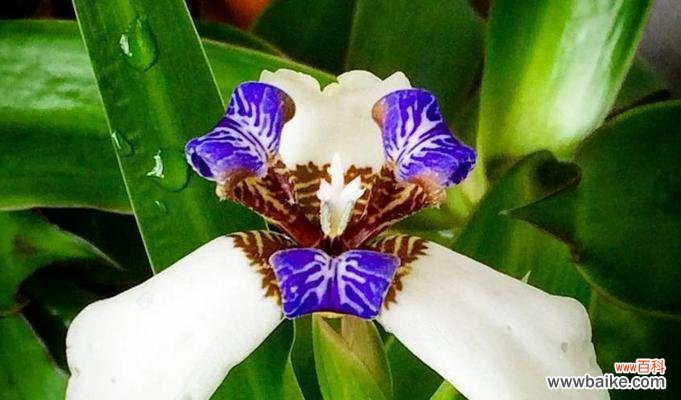 探寻巴西鸢尾兰的花语之谜 以巴西鸢尾兰花语传达的美丽与祝福