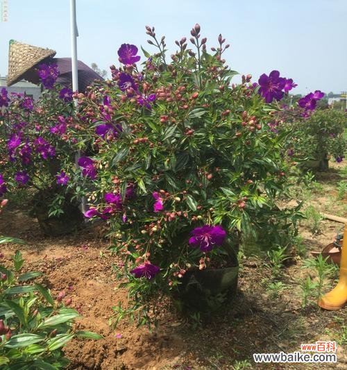 巴西野牡丹 以巴西野牡丹传递的花语与寓意