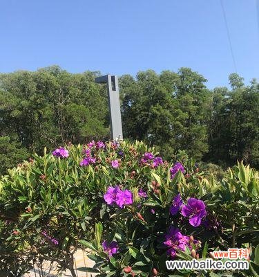 巴西野牡丹 以巴西野牡丹传递的花语与寓意