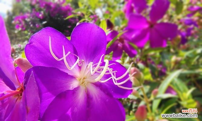 揭秘野牡丹花的花语及象征意义 以巴西野牡丹花语的深意