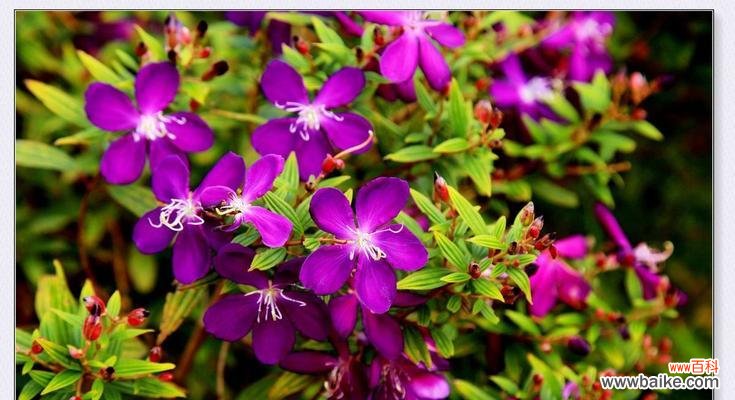 揭秘野牡丹花的花语及象征意义 以巴西野牡丹花语的深意