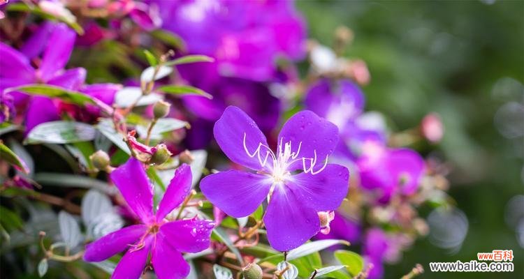 揭秘野牡丹花的花语及象征意义 以巴西野牡丹花语的深意