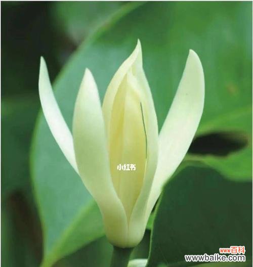 探索白兰花的文化内涵与象征意义 白兰花的寓意与象征