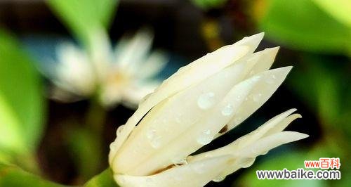 探索白兰花的文化内涵与象征意义 白兰花的寓意与象征