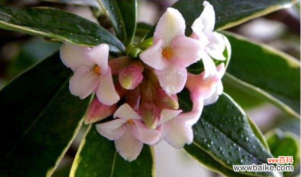 揭秘菊花的财富神秘力量 以菊花为主题的花语与财富之道