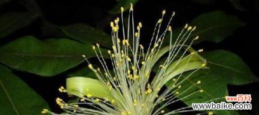 揭秘菊花的财富神秘力量 以菊花为主题的花语与财富之道