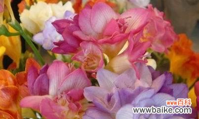 放下执念 以白玫瑰的花语为主题的文章