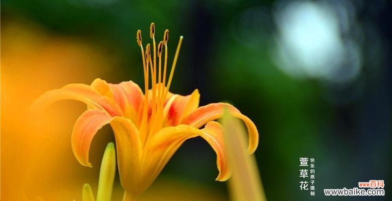 放下执念 以白玫瑰的花语为主题的文章