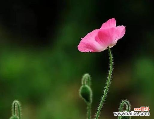 放下过去 以百合花为主题的文章