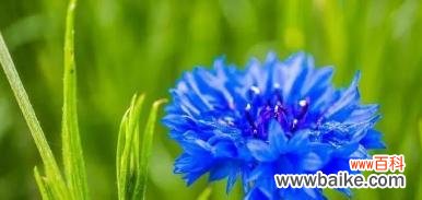 寄托思念的追忆与祝福 《离别之花语》