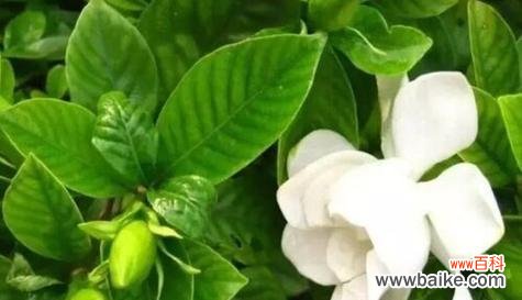 以玫瑰花为例 《分手快乐的花语》