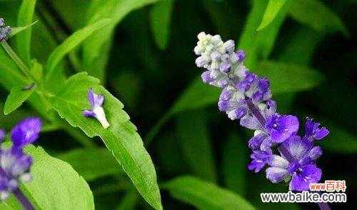 以兰花的花语 疯狂绽放，万花齐放