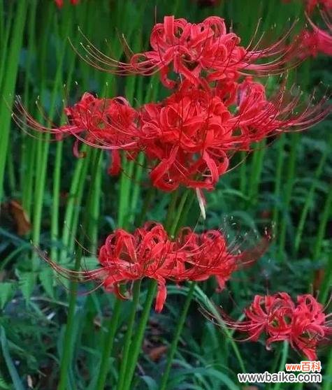 用康乃馨表达奉献之情 奉献之花——康乃馨的花语