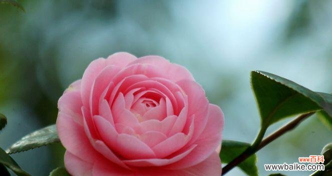 传承千年的瑰宝 富贵之花——牡丹的花语