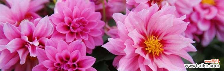 传承千年的瑰宝 富贵之花——牡丹的花语