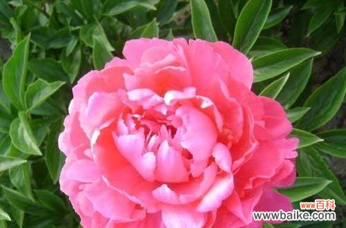 传承千年的瑰宝 富贵之花——牡丹的花语