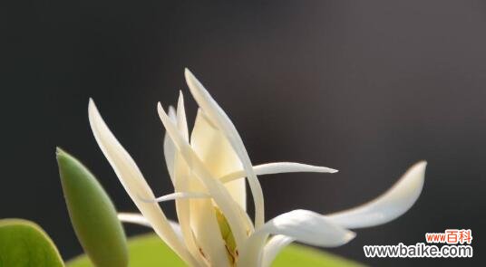 白兰花的神秘花语及其象征意义解读 探究白兰花的花语之谜