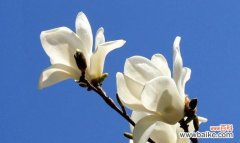 白兰花的神秘花语及其象征意义解读 探究白兰花的花语之谜