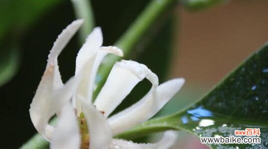 白兰花的神秘花语及其象征意义解读 探究白兰花的花语之谜