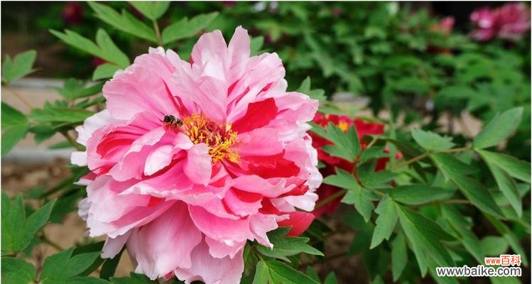 花开花落 白牡丹红牡丹之美